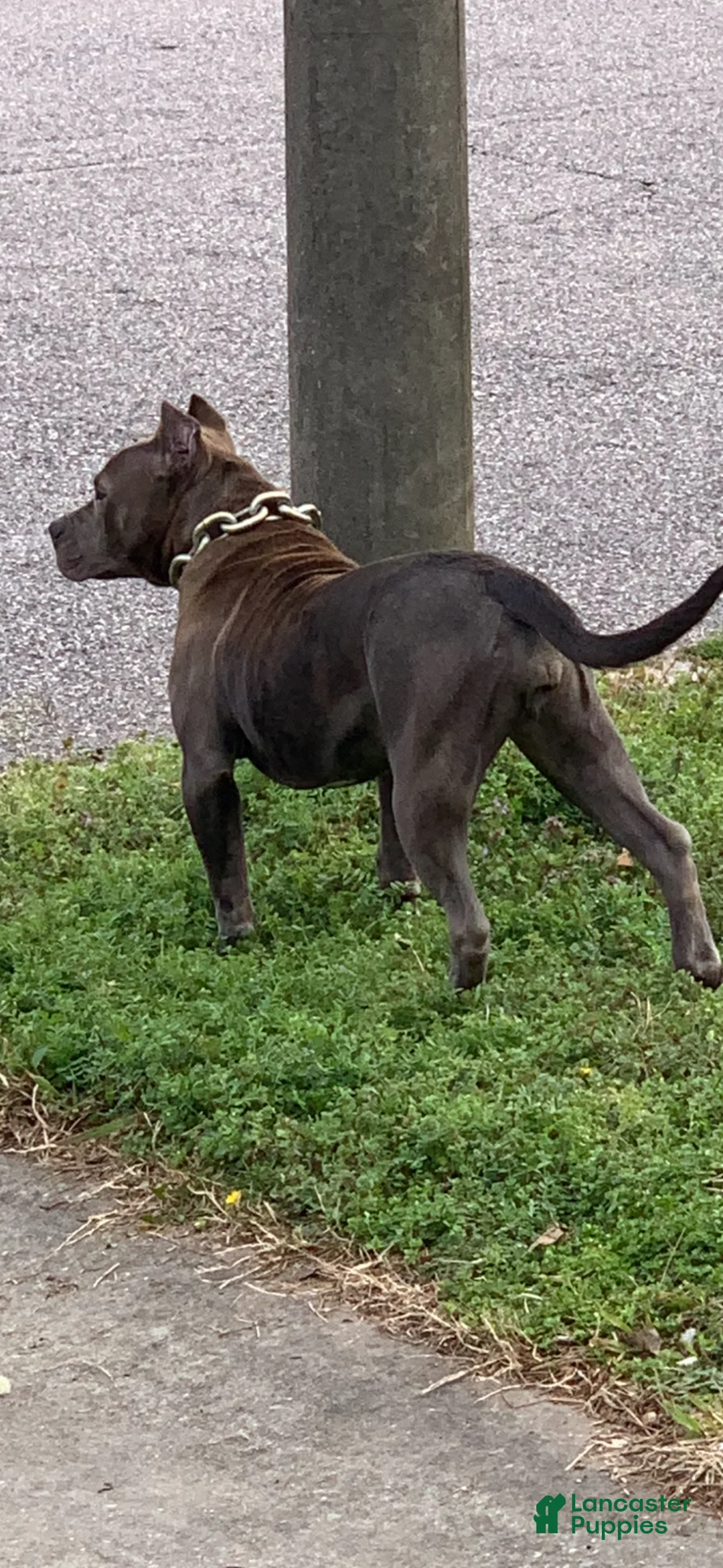 American Pit Bull Terrier dogs for sale: American Pit Bull Terrier Puppy 1 - Ad 18