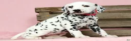 Dalmatian dogs for sale: Gracie - Ad 3