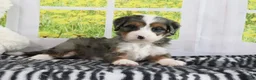 Mini Bernedoodle dogs for sale: Rowen - Ad 2