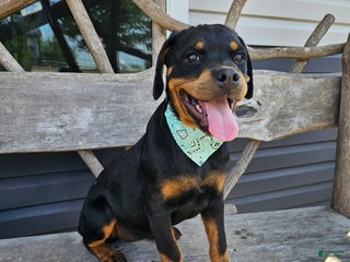 Rottweiler dogs - Ad 9