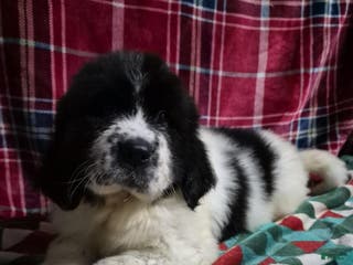 Newfoundland dogs Newfoundland Puppy 1 - Ad 28