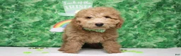 Toy Poodle dogs for sale: Garnet - Ad 3