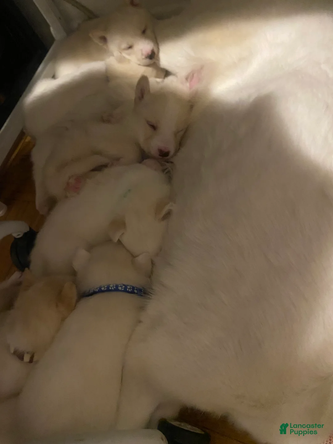 Gallery Image {{count}}