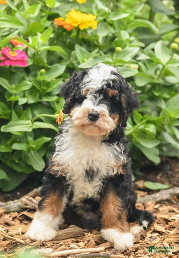 Gallery Image {{count}}