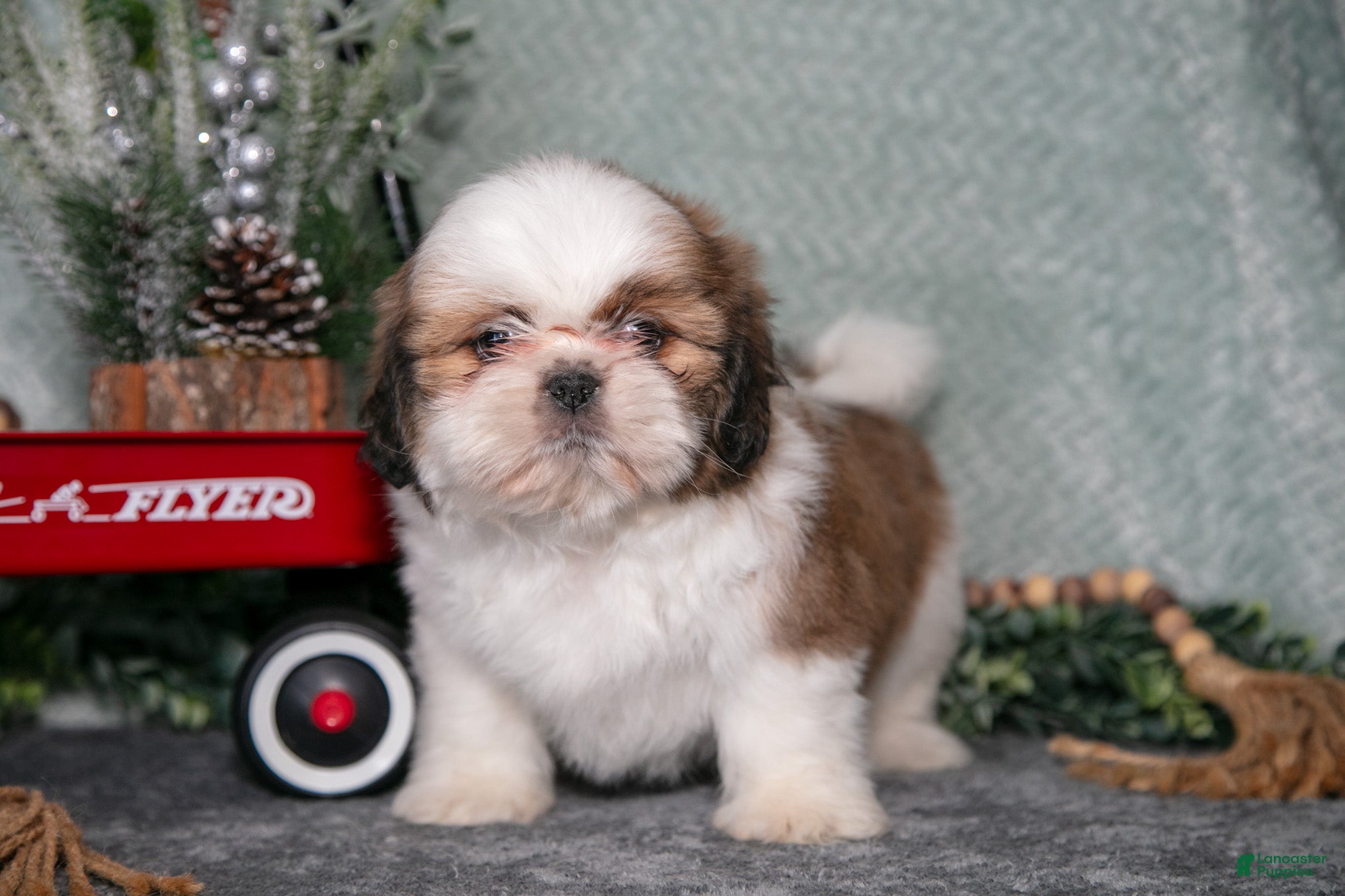 Shih Tzu dogs Lisa - Ad 21