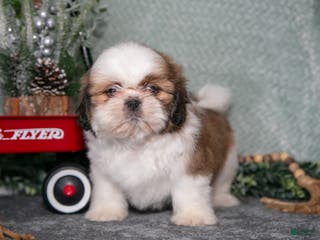 Shih Tzu dogs Lisa - Ad 21