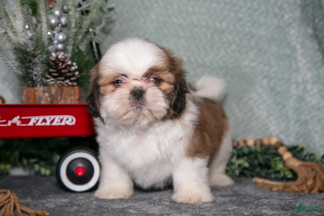 Shih Tzu dogs for sale: Lisa - Ad 1