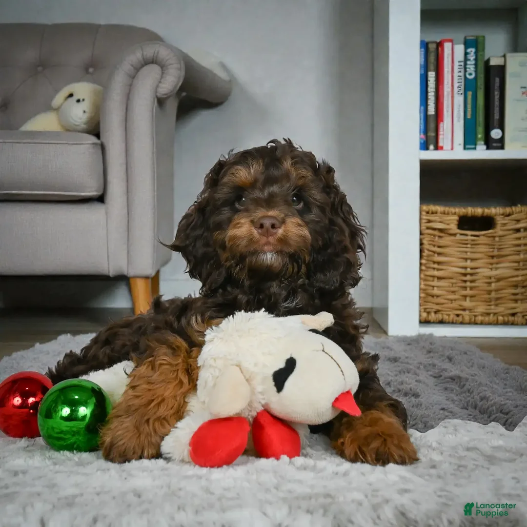 Cockapoo dogs for sale: hunter - Ad 5