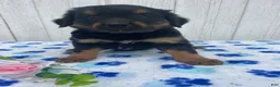 Mixed Breed dogs for sale: Comet - Ad 4