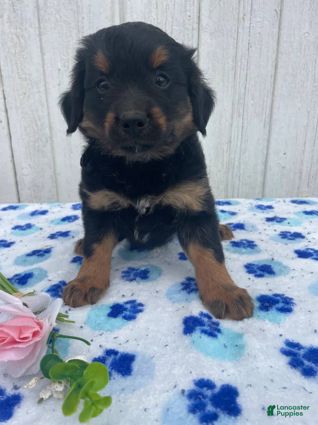 Mixed Breed dogs for sale: Comet - Ad 4