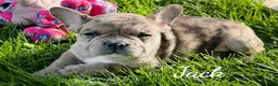 Mixed Breed dogs for sale: Jack - Ad 5