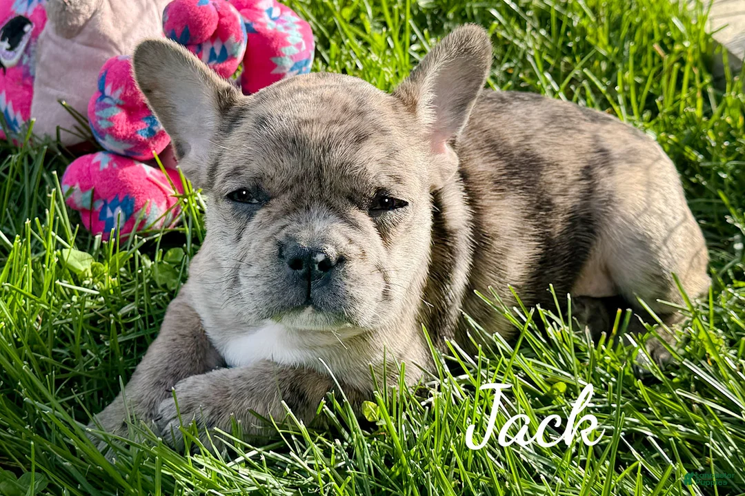 Mixed Breed dogs for sale: Jack - Ad 5