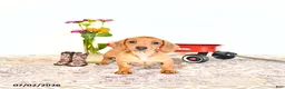 Miniature Dachshund dogs for sale: Shanda - Ad 9