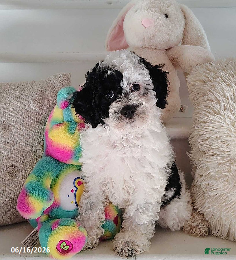 Miniature Poodle dogs Sunny - Ad 1