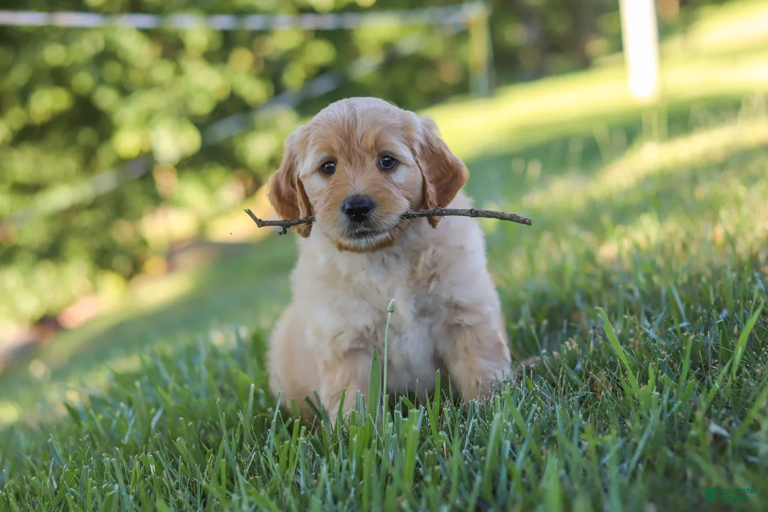 Mixed Breed dogs for sale: Jada - Ad 10