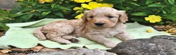 Goldendoodle dogs for sale: Snickers - Ad 3