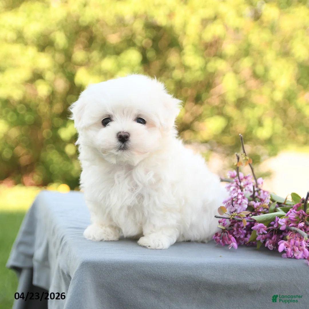 Maltese dogs for sale: Lucy - Ad 1