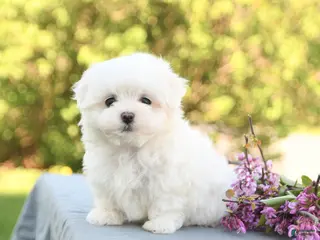 Maltese dogs for sale: Lucy - Ad 4