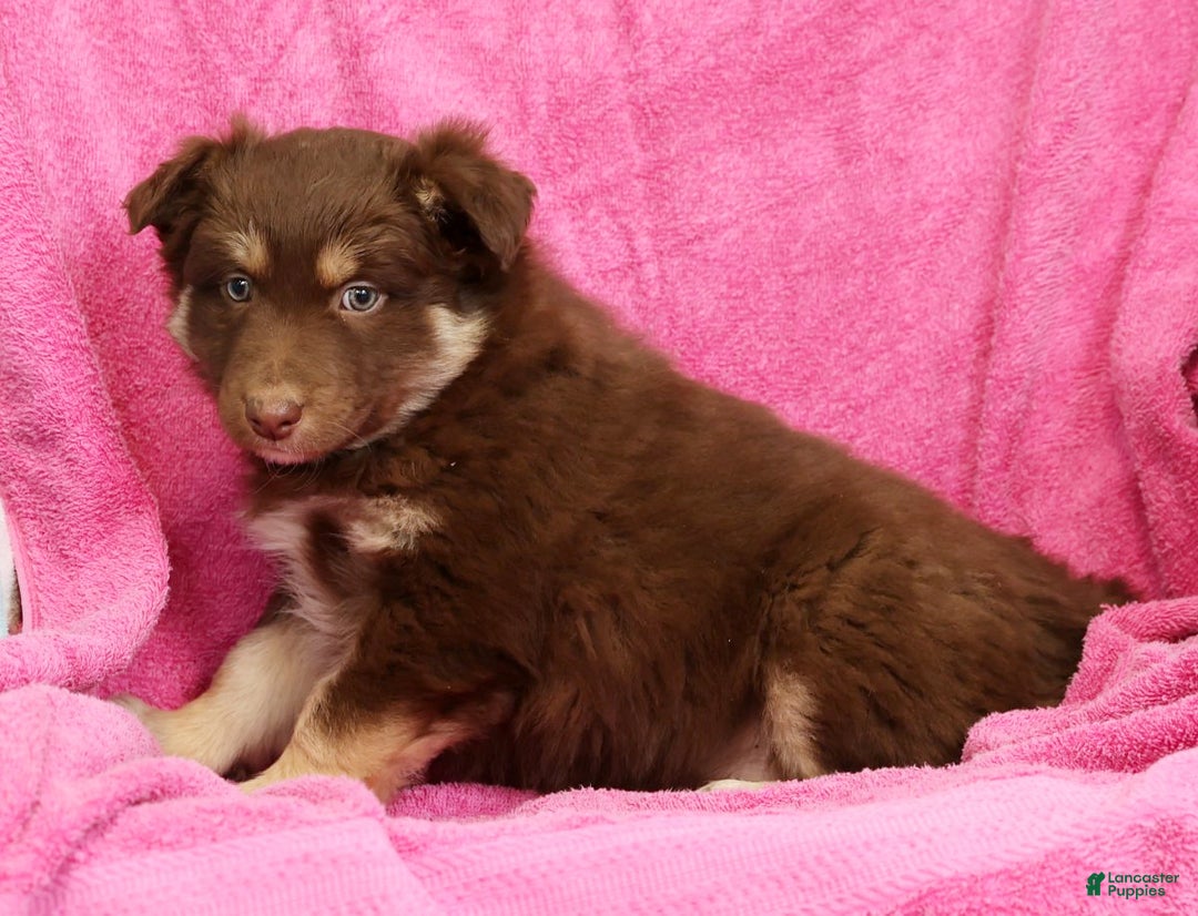 Miniature Australian Shepherd dogs for sale: Daisy - Ad 6