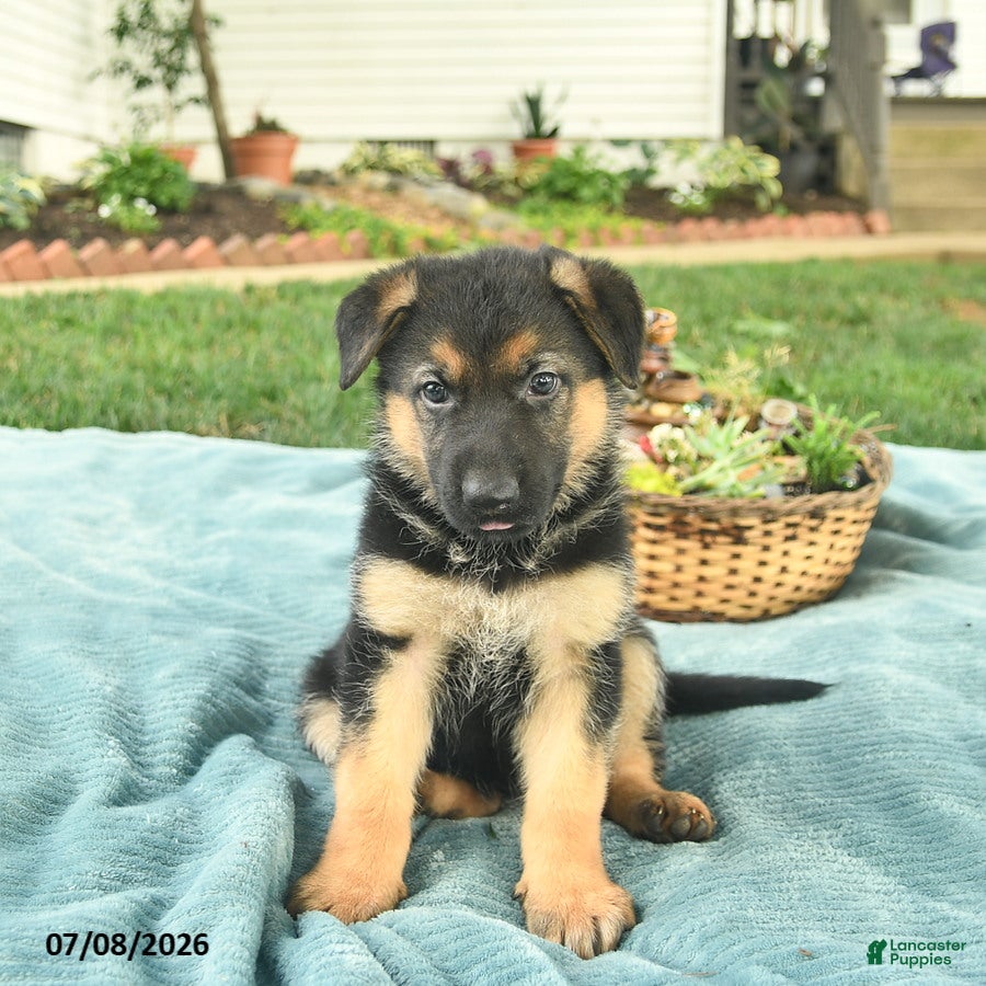 German Shepherd dogs Izzy  - Ad 1
