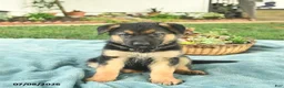 German Shepherd dogs for sale: Izzy  - Ad 1
