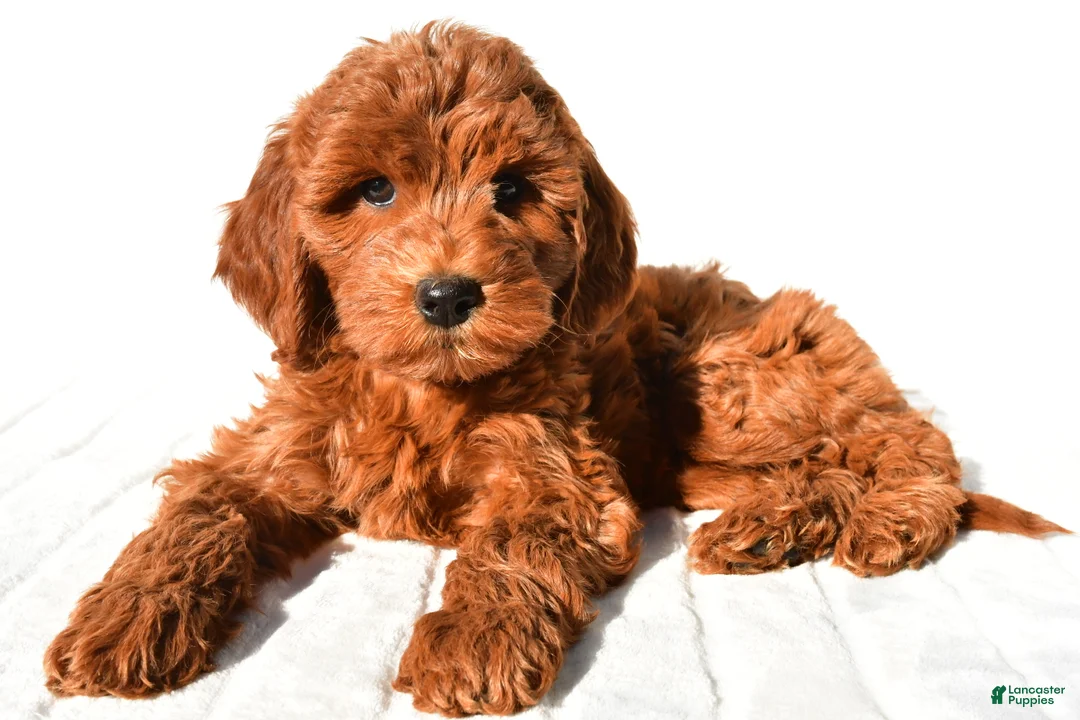 Mini Goldendoodle dogs for sale: Goldie - Ad 1