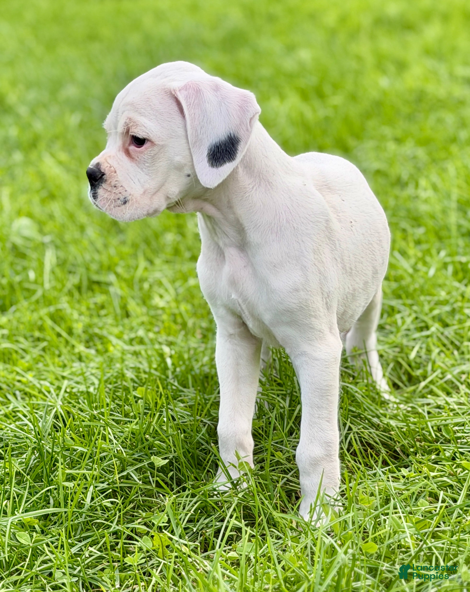 Boxer dogs BOLT- AKC - Video - Ad 1