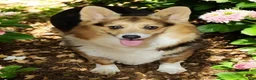 Welsh Corgi Pembroke dogs for sale: Dazzling Danny - Ad 27