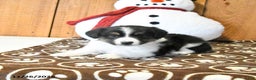 Miniature Australian Shepherd dogs for sale: Vance - Ad 3