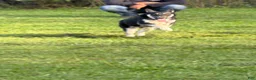 Gerberian Shepsky dogs for sale: Kash - Ad 6