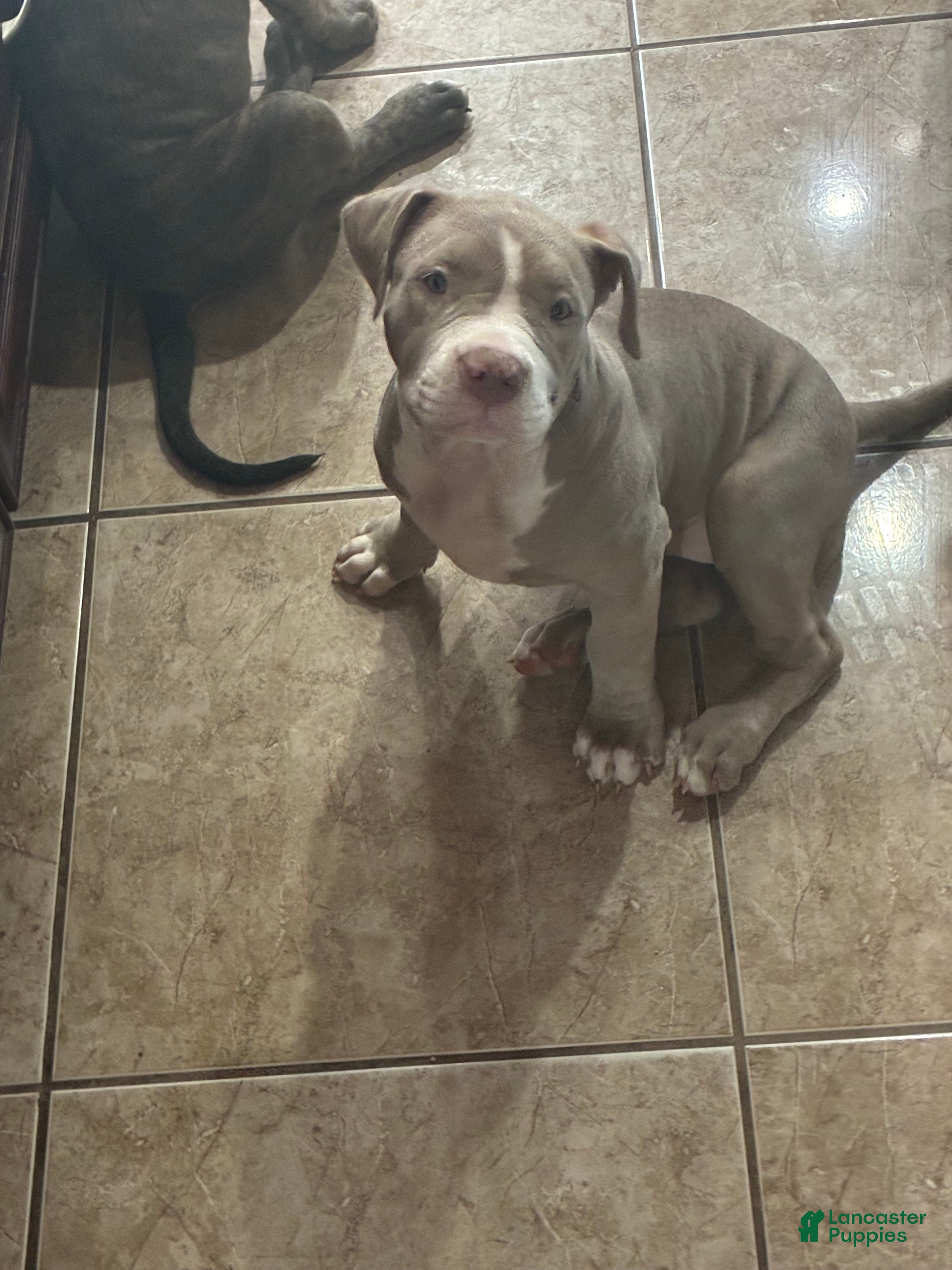 American Bully dogs Tootsi - Ad 1