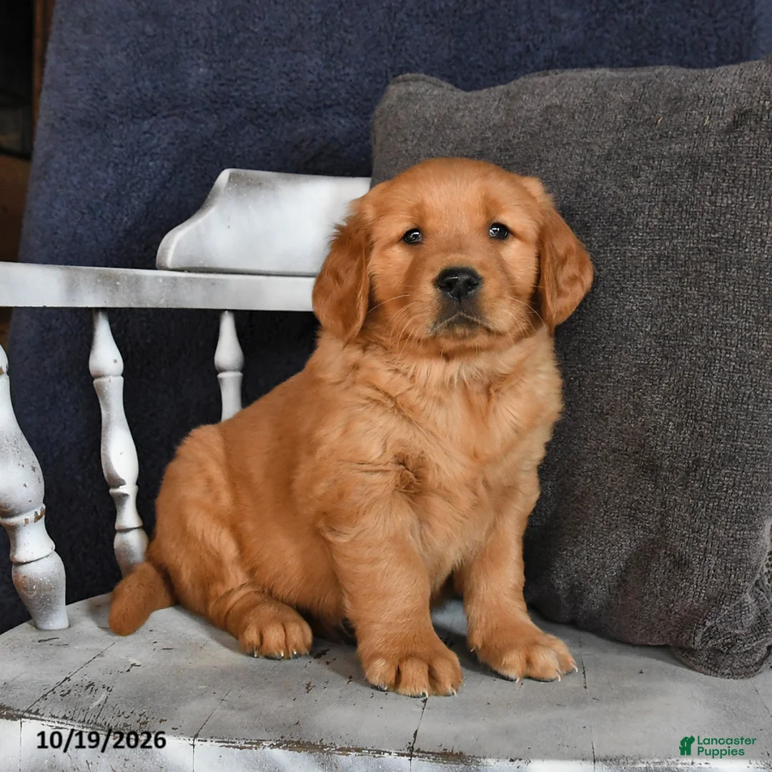 Golden Retriever dogs for sale: Austin - Ad 1