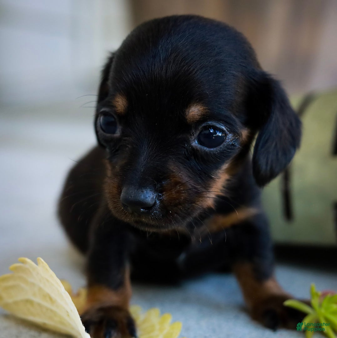 Miniature Dachshund dogs Hopper Miniature Dachshund  - Ad 2