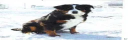 Bernese Mountain Dog dogs for sale: Ruby - Ad 4