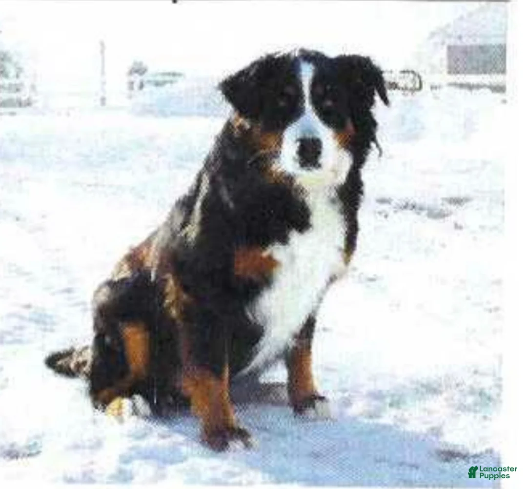 Bernese Mountain Dog dogs for sale: Ruby - Ad 4