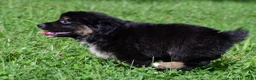 Miniature Australian Shepherd dogs for sale: Ian - Ad 4