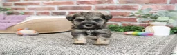 Miniature Schnauzer dogs for sale: Kimber  - Ad 7