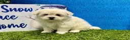 Maltese dogs for sale: Maltese Puppy 1 - Ad 2