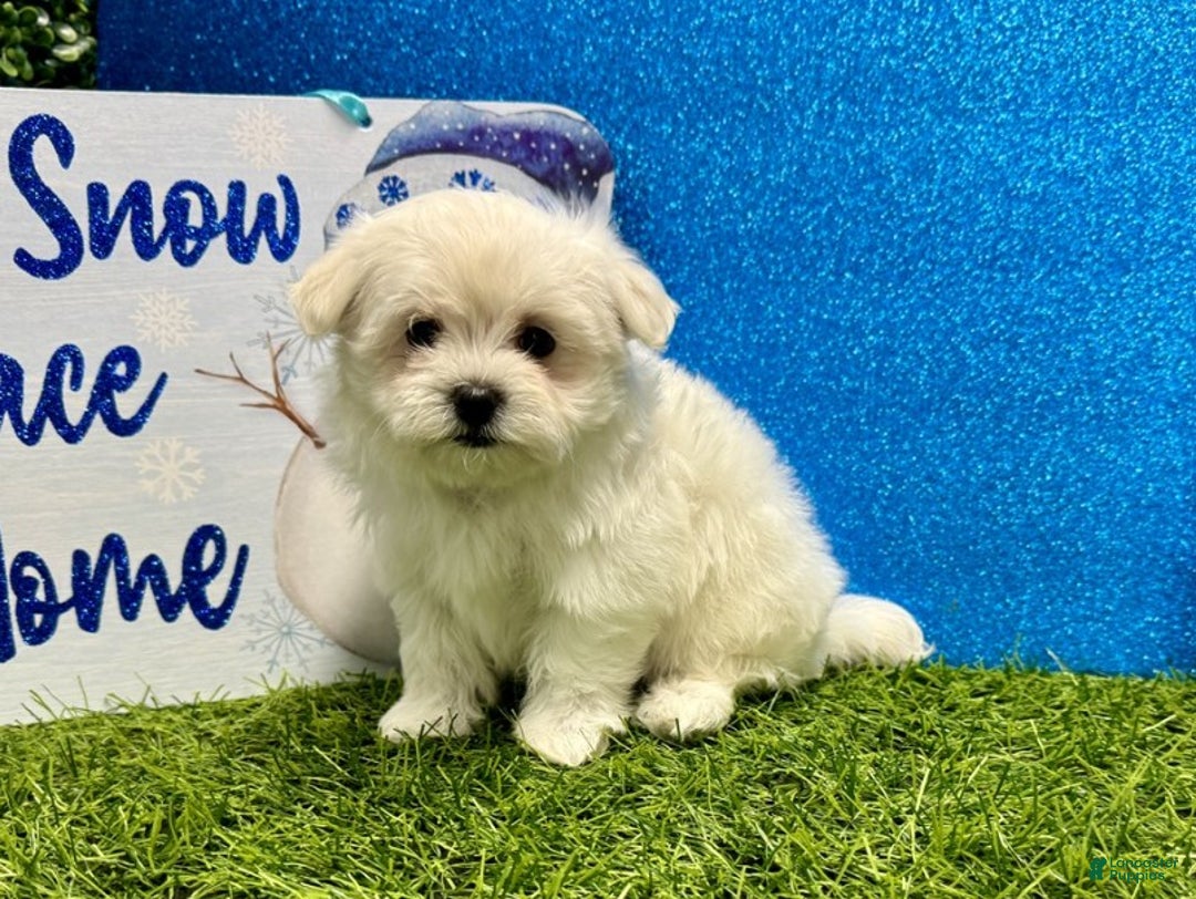 Maltese dogs for sale: Maltese Puppy 1 - Ad 2