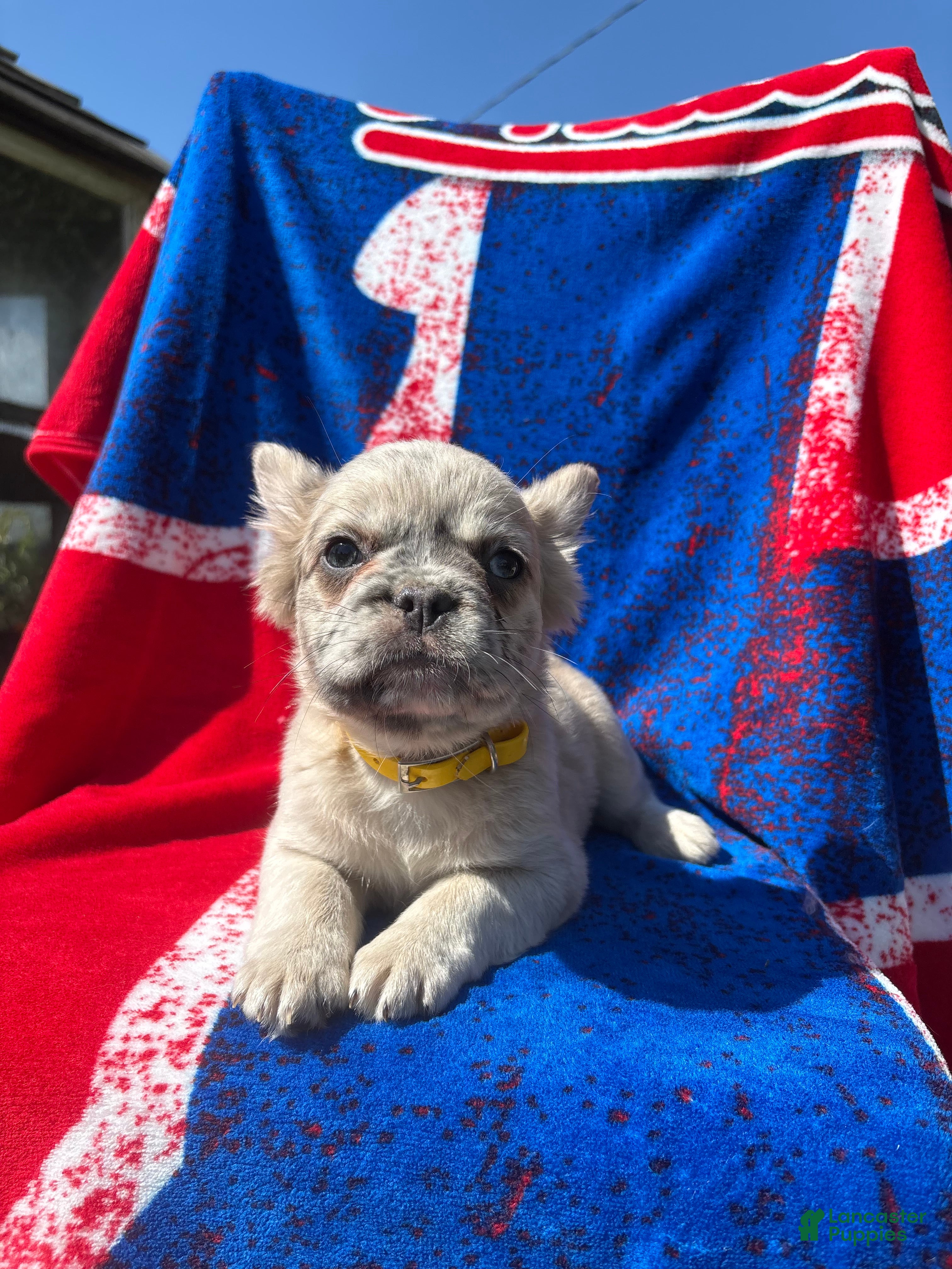 French Bulldog dogs Viva LONG HAIRED - Ad 6