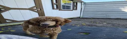 Standard Poodle dogs for sale: Standard Poodle Puppy 5 - Ad 2