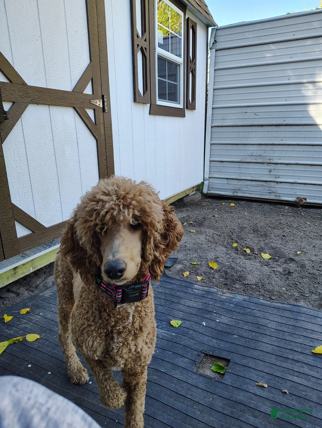 Standard Poodle dogs for sale: Standard Poodle Puppy 5 - Ad 2