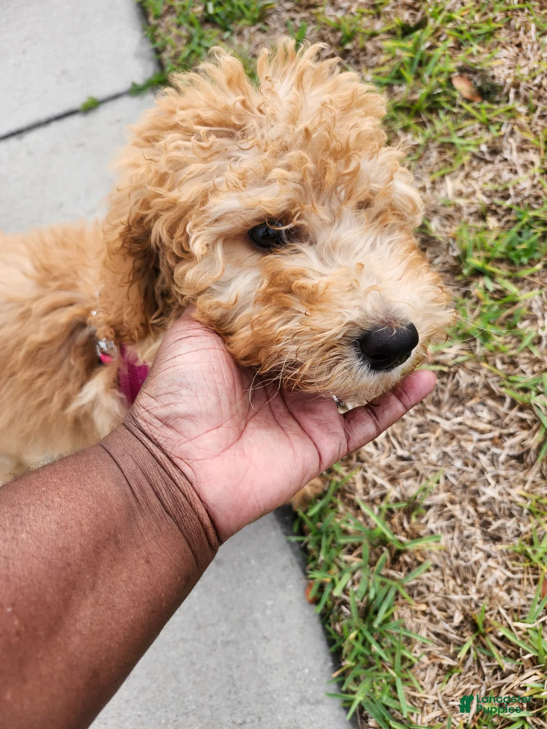 Goldendoodle dogs for sale: Goldendoodle Puppy 1 - Ad 1