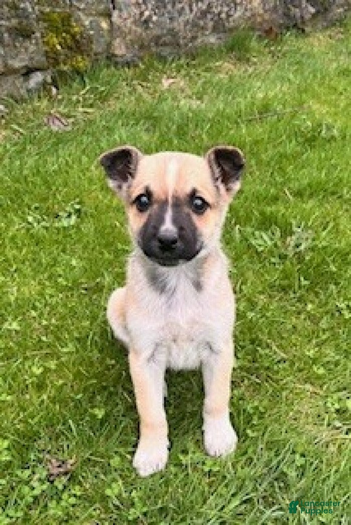 Mixed Breed dogs Caramel - Ad 2