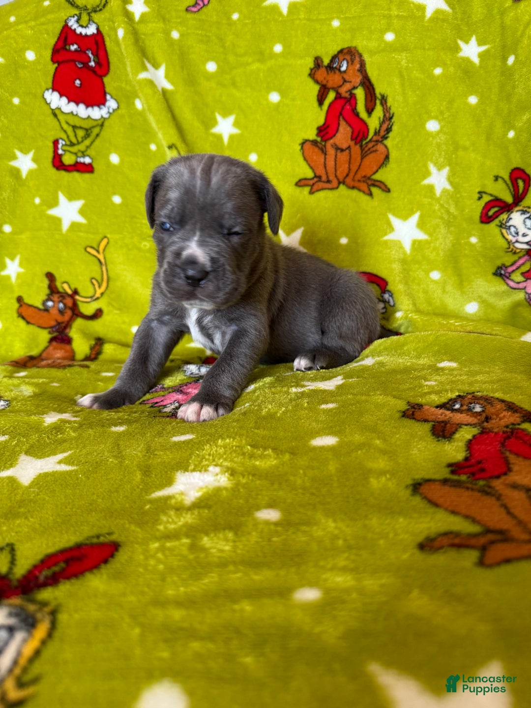 Cane Corso dogs for sale: Cane Corso Puppy 1 - Ad 2