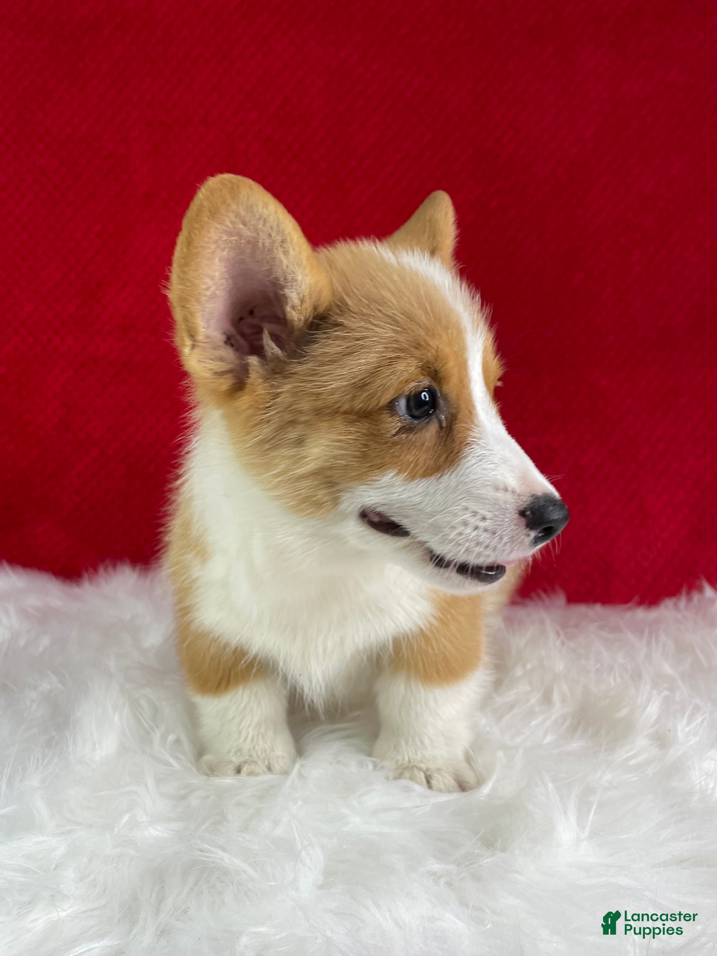 Welsh Corgi Pembroke dogs Milo - Ad 2