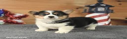 Welsh Corgi Pembroke dogs for sale: Samuel Adams - Ad 3