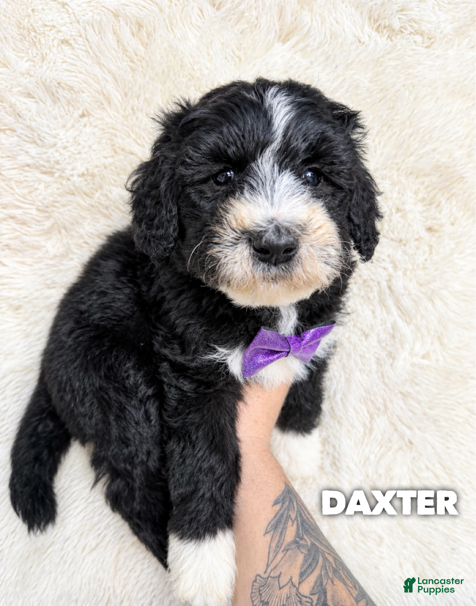 Aussiedoodle dogs for sale: Daxter - standard f1b - Ad 31