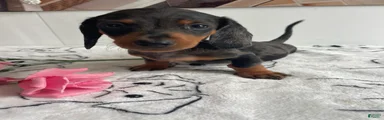 Charlie