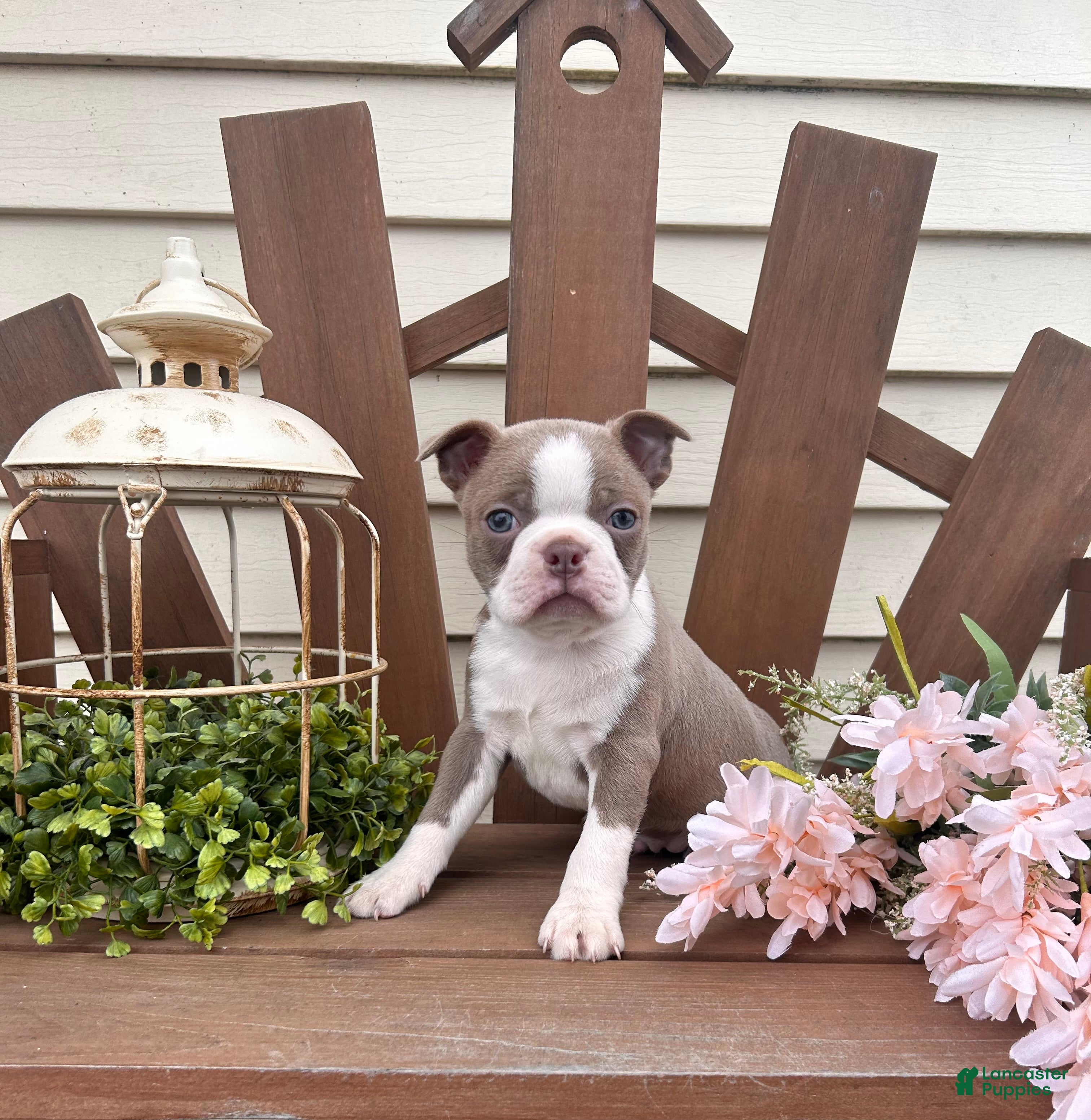 Boston Terrier dogs Tanner - Ad 1